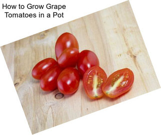 How to Grow Grape Tomatoes in a Pot