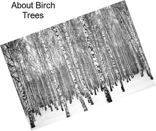 About Birch Trees
