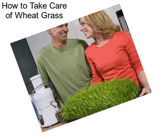 How to Take Care of Wheat Grass