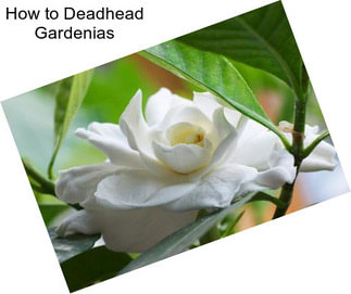 How to Deadhead Gardenias