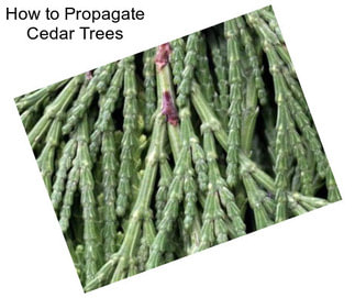 How to Propagate Cedar Trees