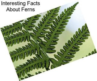 Interesting Facts About Ferns
