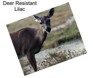 Deer Resistant Lilac