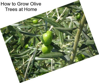 How to Grow Olive Trees at Home