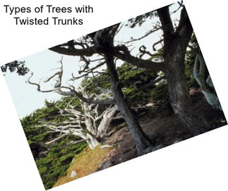 Types of Trees with Twisted Trunks