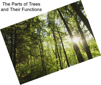 The Parts of Trees and Their Functions