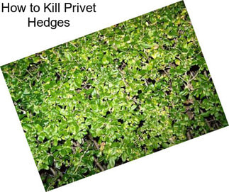 How to Kill Privet Hedges