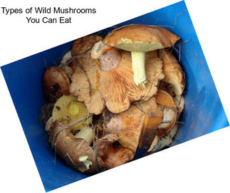 Types of Wild Mushrooms You Can Eat