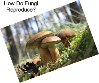 How Do Fungi Reproduce?