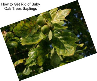How to Get Rid of Baby Oak Trees Saplings