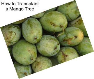 How to Transplant a Mango Tree