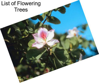 List of Flowering Trees