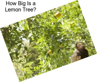 How Big Is a Lemon Tree?