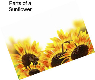 Parts of a Sunflower