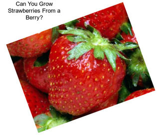 Can You Grow Strawberries From a Berry?