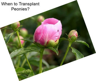 When to Transplant Peonies?