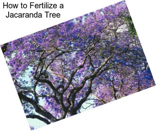 How to Fertilize a Jacaranda Tree