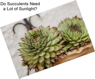 Do Succulents Need a Lot of Sunlight?