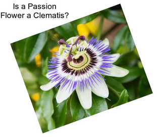 Is a Passion Flower a Clematis?