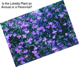 Is the Lobelia Plant an Annual or a Perennial?