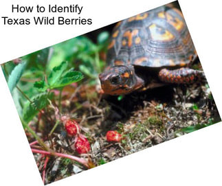 How to Identify Texas Wild Berries