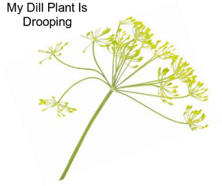 My Dill Plant Is Drooping