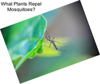 What Plants Repel Mosquitoes?