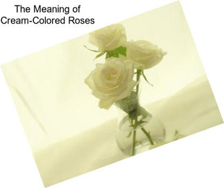 The Meaning of Cream-Colored Roses