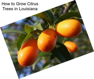How to Grow Citrus Trees in Louisiana