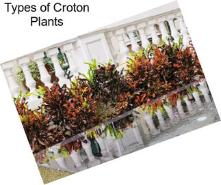 Types of Croton Plants