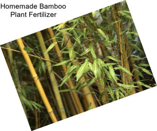 Homemade Bamboo Plant Fertilizer