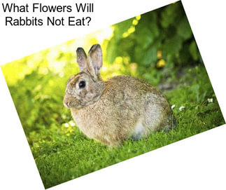 What Flowers Will Rabbits Not Eat?