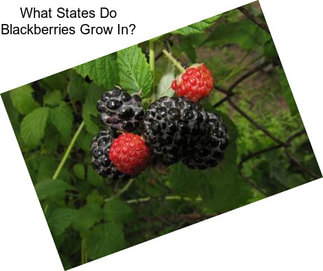 What States Do Blackberries Grow In?