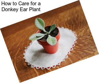 How to Care for a Donkey Ear Plant
