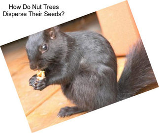 How Do Nut Trees Disperse Their Seeds?