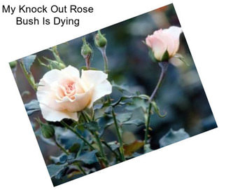 My Knock Out Rose Bush Is Dying