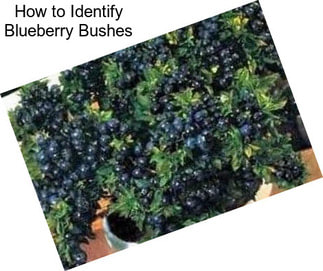 How to Identify Blueberry Bushes