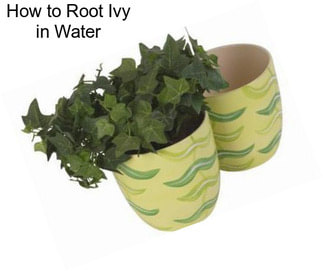 How to Root Ivy in Water