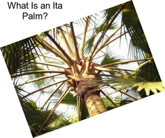 What Is an Ita Palm?