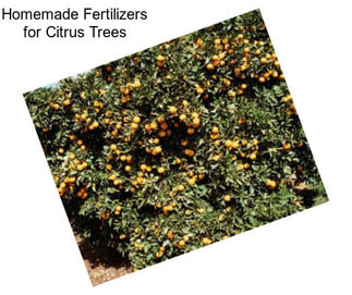 Homemade Fertilizers for Citrus Trees