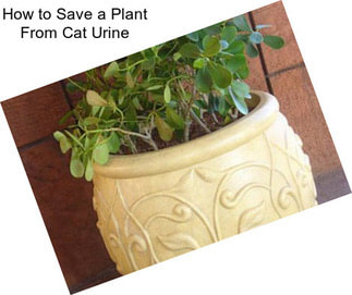 How to Save a Plant From Cat Urine