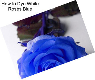 How to Dye White Roses Blue