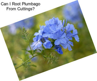 Can I Root Plumbago From Cuttings?