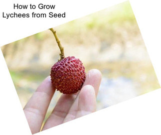 How to Grow Lychees from Seed