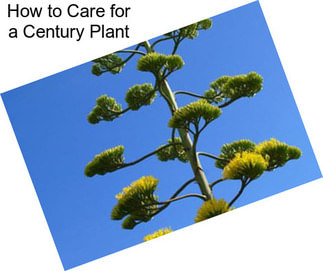 How to Care for a Century Plant