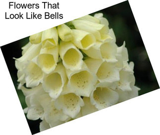 Flowers That Look Like Bells