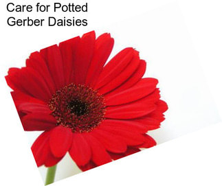 Care for Potted Gerber Daisies