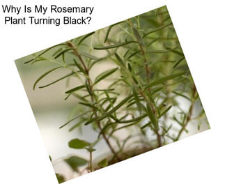 Why Is My Rosemary Plant Turning Black?