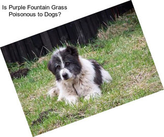 Is Purple Fountain Grass Poisonous to Dogs?