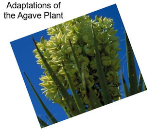 Adaptations of the Agave Plant